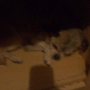 Meet your Posher, Carey